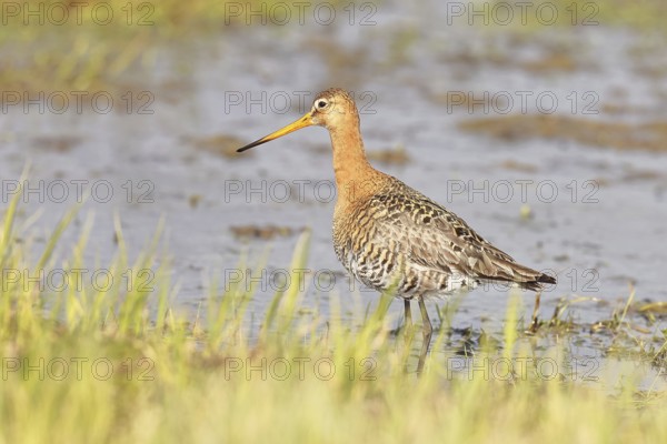 Greenpike (Limosa limosa) runs in shallow water in a moor, snipe birds, wildlife, nature photography, ox bog, Dümmer See, Hüde, Lower Saxony, Germany