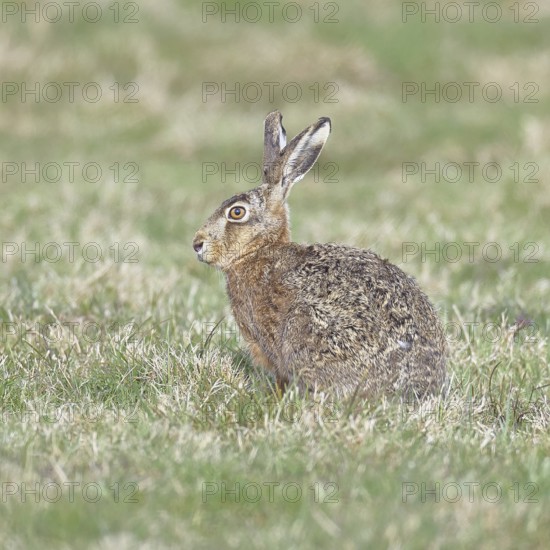 Brown hare (Lepus europaeus) sitting in a meadow, North Rhine-Westphalia, Germany
