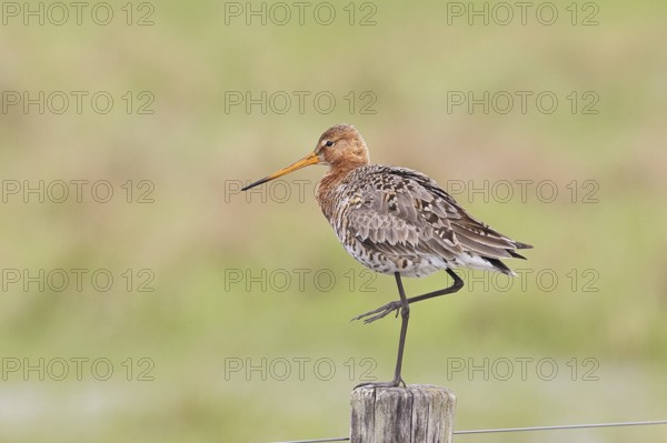 Blacktail (Limosa limosa), sitting room, on a fence post, snipe birds, wildlife, nature photography, wetland, ox moor, Dümmer See, Lembruch, Lower Saxony, Germany
