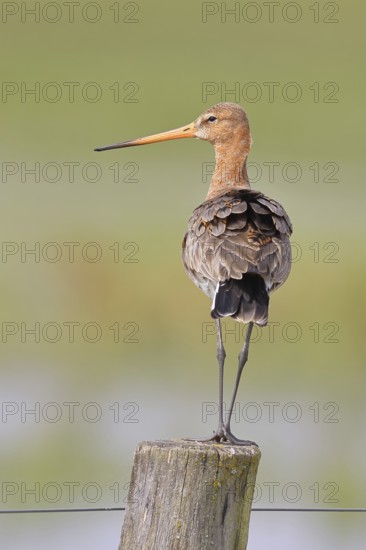 Blacktail (Limosa limosa), sitting room, on a fence post, snipe birds, wildlife, nature photography, wetland, ox moor, Dümmer See, Lembruch, Lower Saxony, Germany