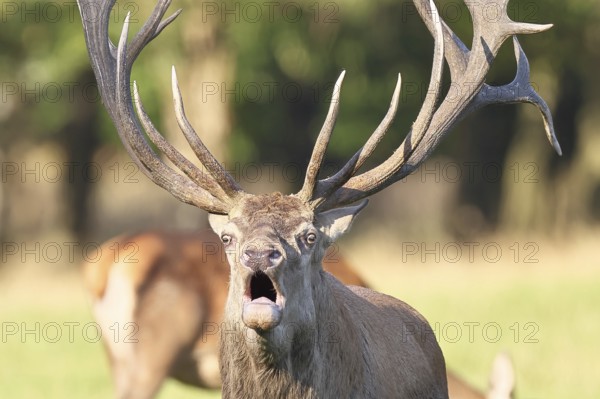 Red deer (Cervus elaphus) during rutting season, capital deer roaring in a forest clearing, animal portrait, wildlife, autumn, Sauerland, North Rhine-Westphalia, Germany