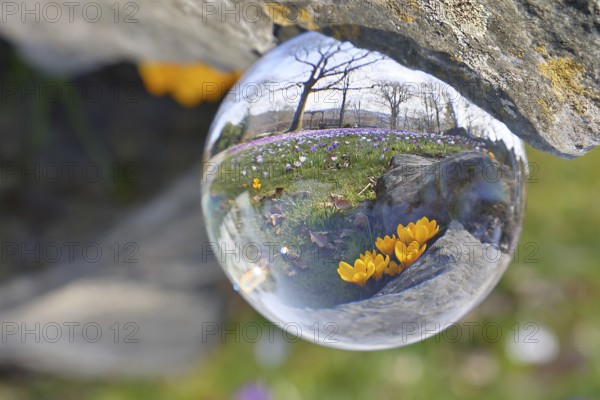 Yellow crocus (Crocus neapolitanus), through a glass ball on a crocus meadow, Siegen, North Rhine-Westphalia, Germany