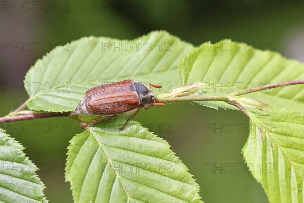 Forest May beetle (Melolontha hippocastani), male, on leaves of a hornbeam (Carpinus betulus), Wilnsdorf, North Rhine-Westphalia, Germany