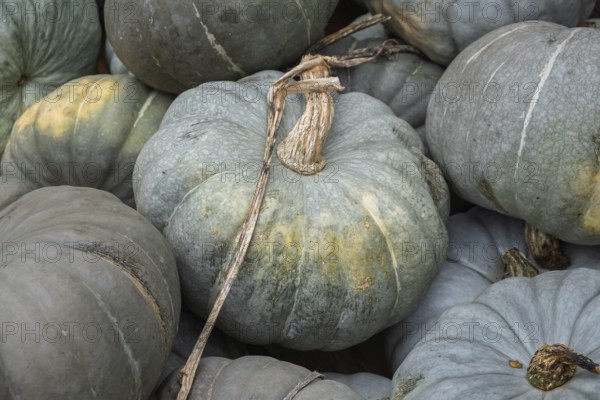 Pumpkins, nutmeg pumpkins, North Rhine-Westphalia, Germany