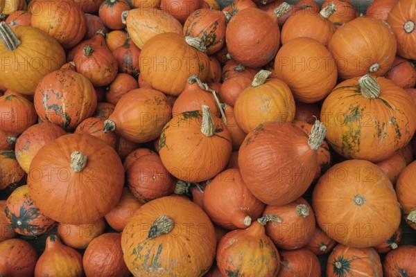 A large collection of orange pumpkins that lie close together and create an autumnal atmosphere, Hokkaido pumpkins, North Rhine-Westphalia, Germany