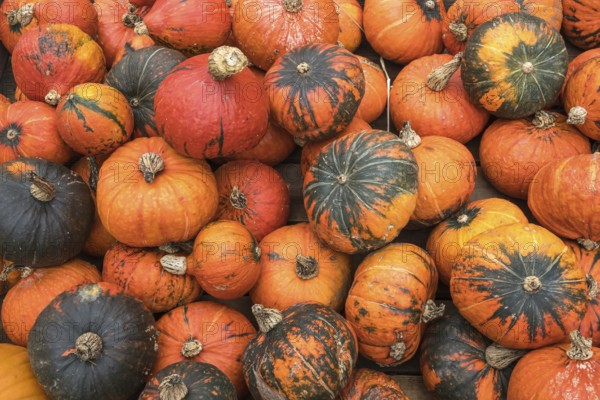 A bunch of colorful pumpkins conveying the atmosphere of autumn and harvest, North Rhine-Westphalia, Germany
