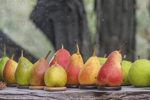 Different pear varieties (Pyrus), Kreislehrgarten, Burgsteinfurt, Münsterland, North Rhine-Westphalia, Germany