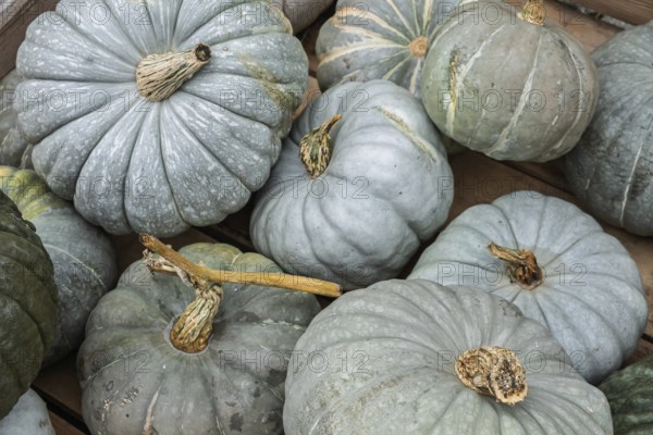 Pumpkins, nutmeg pumpkins in a wooden box, North Rhine-Westphalia, Germany