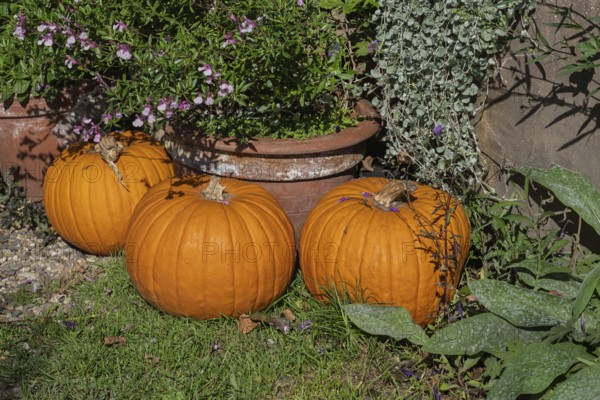 Three orange pumpkins lie on a lawn next to flower pots with green plants and flowers, North Rhine-Westphalia, Germany