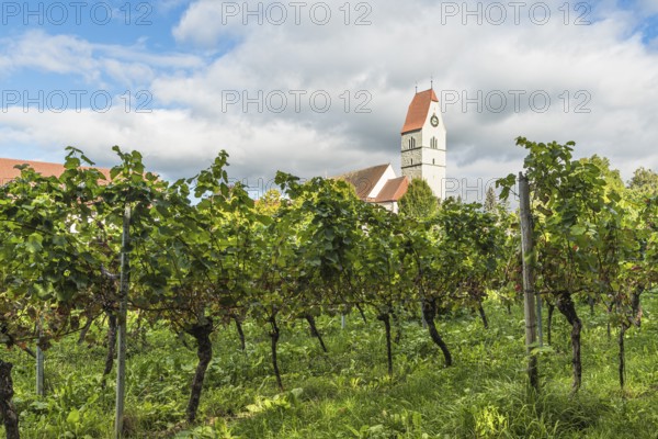 Catholic Church of St. Johann Baptist and Grapevines, Hagnau am Lake Constance, Baden-Württemberg, Germany
