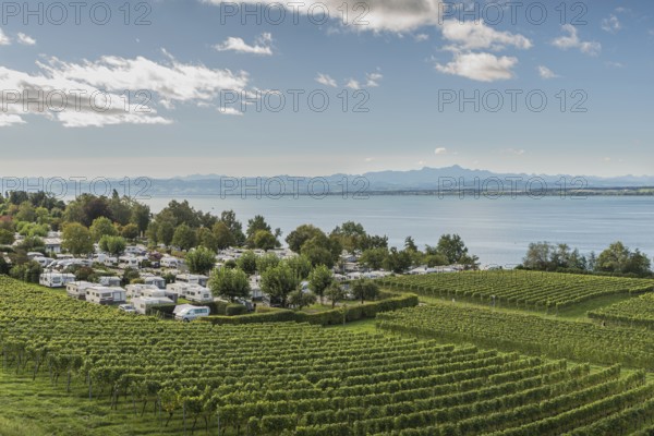 Vineyard and campground on Lake Constance, in the background the Alpstein Mountains with the Säntis, Hagnau am Lake Constance, Baden-Württemberg, Germany
