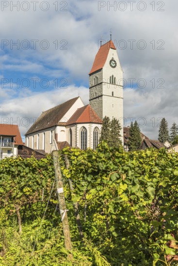 Catholic Church of St. Johann Baptist and Grapevines, Hagnau am Lake Constance, Baden-Württemberg, Germany