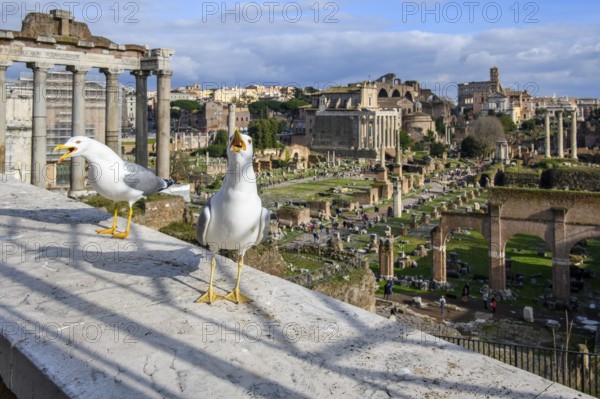 Seagulls begging for food on parapet of viewpoint on Roman Forum annoy tourists, Rome, Lazio, Italy