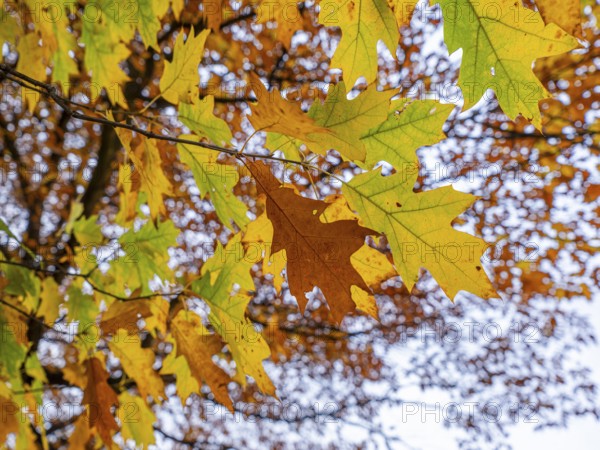 Autumn-colored trees in the theatre park, Braunschweig, Lower Saxony, Germany