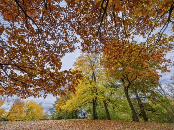 Autumn-colored trees and leaves on the ground, Theaterpark, Braunschweig, Lower Saxony, Germany