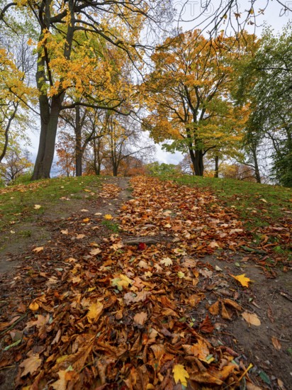 Autumn-colored trees and leaves on the ground, Theaterpark, Braunschweig, Lower Saxony, Germany