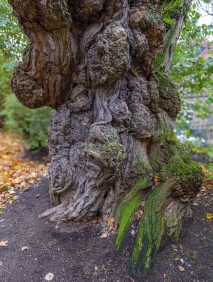Old gnarled tree trunk, bark from an old tree, Theaterpark, Braunschweig, Lower Saxony, Germany