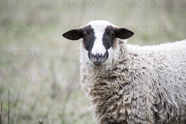 Sheep (Ovis gmelini aries) standing on pasture, upside down, North Rhine-Westphalia, Germany