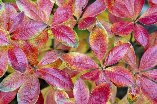 Azalea (Azalea), red colored autumn leaves, autumn colors, Baden-Württemberg, Germany