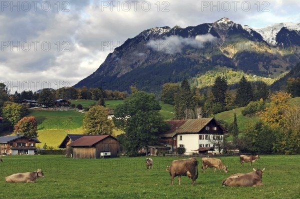 Cows on pasture, old farmhouses in the back, Oberstdorf, Oberallgäu, Allgäu, Bavaria, Germany