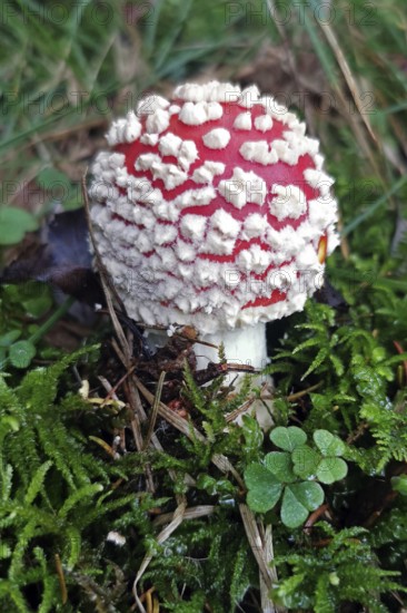 Fly Agaric, young toadstool (Amanita muscaria), Bavaria, Germany