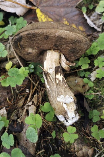 Mushroom, gloomy or porphyry bolete (Porphyrellus porphyrosporus), Bavaria, Germany