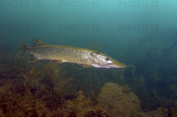 Freshwater pike (Esox lucius) swims in search of prey through the lake, Germany