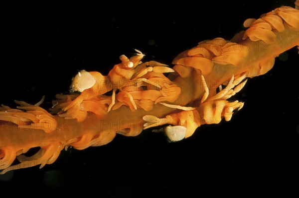 Two specimens of Ankers wire coral shrimp (Pontonides ankeri) crawling sitting on wire coral (Cirrhipathes) whip coral, Pacific Ocean, Philippines