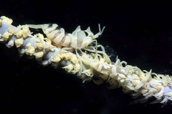 Extreme close-up from left female right male wire coral shrimp (Dasycaris zanzibarica) on wire coral (Cirrhipathes) whip coral, Pacific Ocean, Philippines