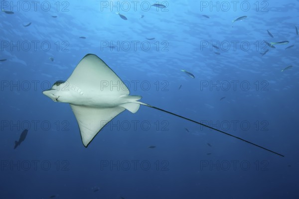Spotted eagle ray (Aetobatus ocellatus) swims through blue sea open sea, Indian Ocean