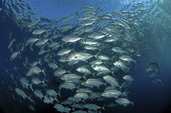 Large flock of bigeye mackerel (Caranx sexfasciatus), Indian Ocean, Maldives