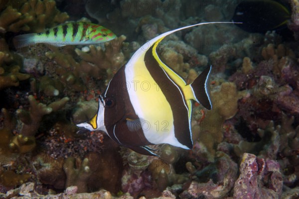 Holsterfish (Zanclus cornutus) only species of family Holsterfish, eastern Indian Ocean, Indo-Pacific, Andaman Sea, Thailand