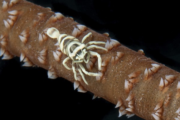 Ankers wire coral shrimp (Pontonides unciger) crawls sitting on whip coral (Cirrhipathes anguina), Pacific Ocean, Yap Island, Yap State, Caroline Islands, FSM, Federated States of Micronesia, Australia, Oceania