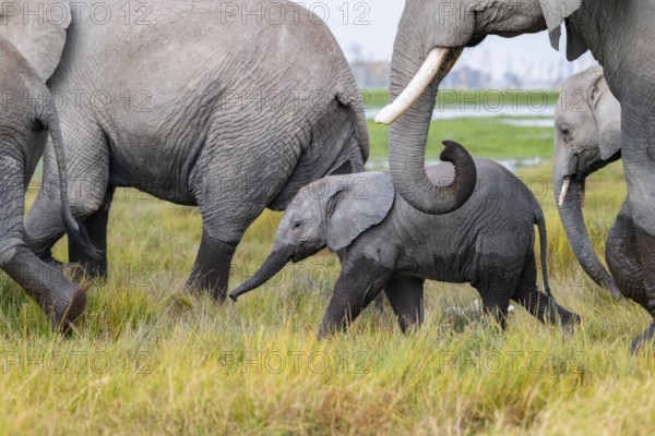 African elephant (Loxodonta africana), herd, dam with young in Longinye Swamp, Amboseli National Park, Rift Valley Province, Kenya