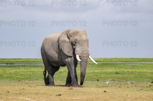 African elephant (Loxodonta africana), bull elephant, Amboseli National Park, Rift Valley Province, Kenya