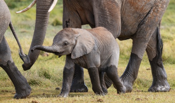African elephant (Loxodonta africana), herd, juvenile in Longinye Swamp, Amboseli National Park, Rift Valley Province, Kenya