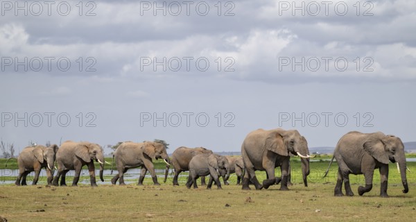 African elephant (Loxodonta africana), herd, Amboseli National Park, Rift Valley Province, Kenya