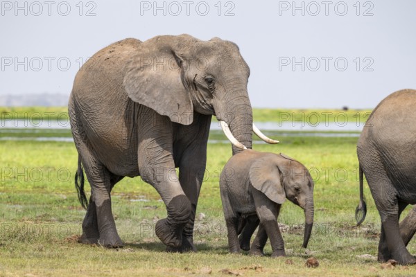 African elephant (Loxodonta africana), mother and young animal, Amboseli National Park, Rift Valley Province, Kenya