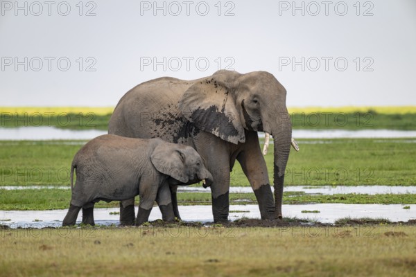 African elephant (Loxodonta africana), mother and young, near water, Amboseli National Park, Rift Valley Province, Kenya