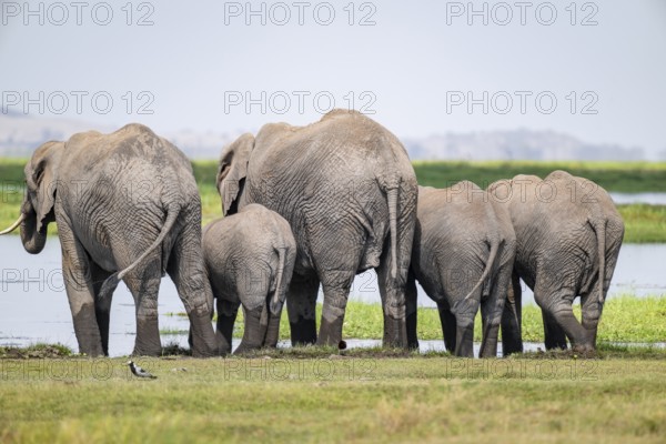 African elephant (Loxodonta africana), herd from behind, drinking at the water, Amboseli National Park, Rift Valley Province, Kenya