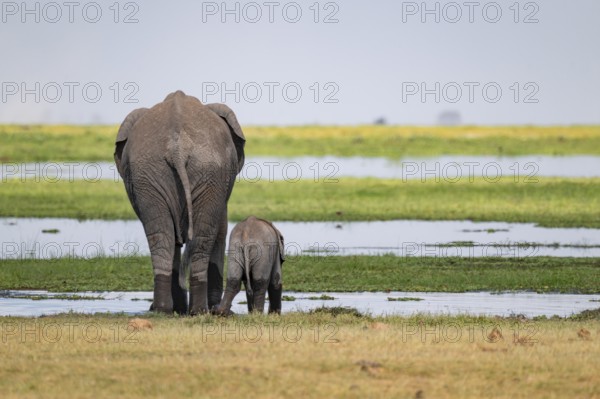African elephant (Loxodonta africana), mother and young animal from behind, drinking at the water, Amboseli National Park, Rift Valley Province, Kenya