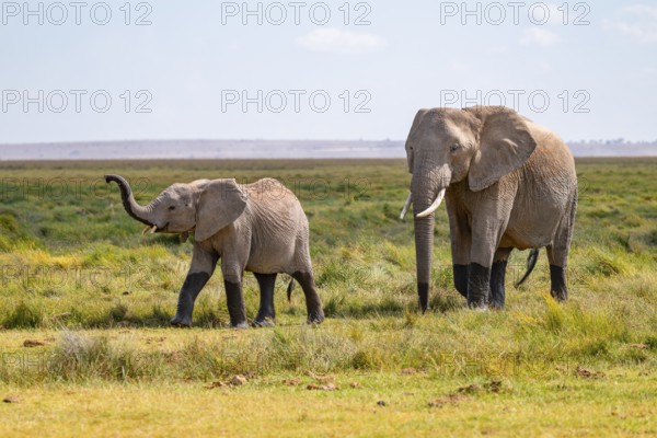 African elephant (Loxodonta africana), mother and young animal, elephant sticking trunk into the air, Amboseli National Park, Rift Valley Province, Kenya