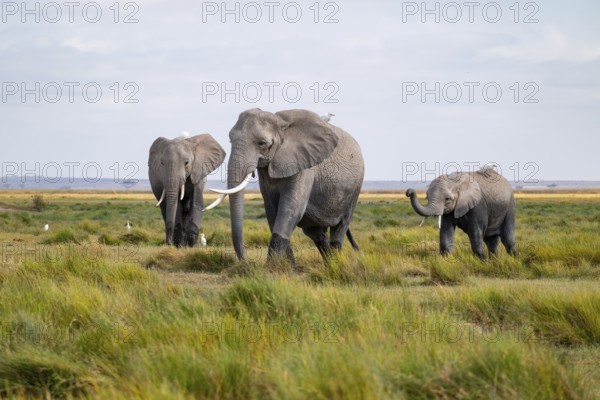 African elephant (Loxodonta africana), three animals in Longinye swamp with cow herons (Bubulcus ibis), elephant sticking trunk into the air, animal behavior, Amboseli National Park, Rift Valley Province, Kenya