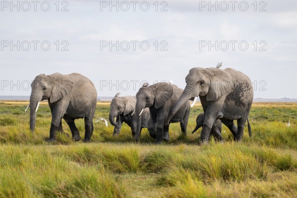 African elephant (Loxodonta africana), herd in Longinye swamp with cow herons (Bubulcus ibis), Amboseli National Park, Rift Valley Province, Kenya