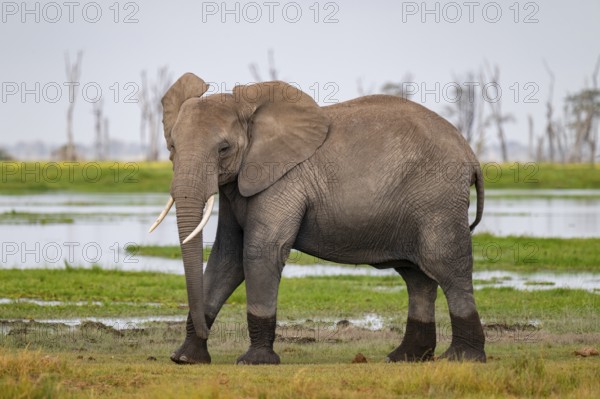 African elephant (Loxodonta africana), in Longinye Swamp, Amboseli National Park, Rift Valley Province, Kenya