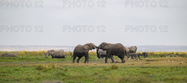 African elephant (Loxodonta africana), two bulls fighting with trunks, Amboseli National Park, Rift Valley Province, Kenya
