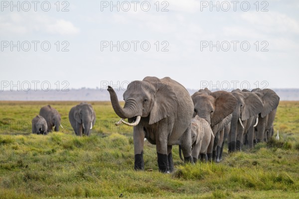 African elephant (Loxodonta africana), herd walking in a row, elephant sticking trunk in the air, Amboseli National Park, Rift Valley Province, Kenya