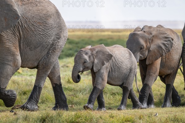 African elephant (Loxodonta africana), herd, young animals, Amboseli National Park, Rift Valley Province, Kenya