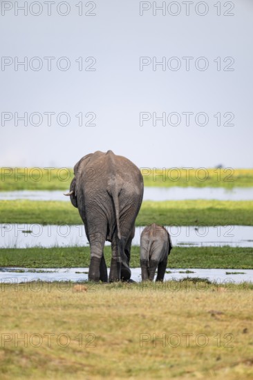 African elephant (Loxodonta africana), mother and young animal from behind, drinking at the water, Amboseli National Park, Rift Valley Province, Kenya