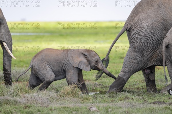 African elephant (Loxodonta africana), juvenile, Amboseli National Park, Rift Valley Province, Kenya